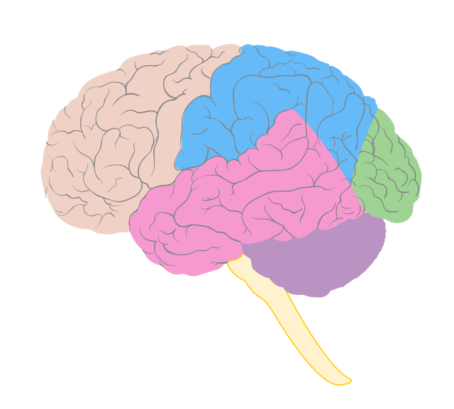 https://commons.wikimedia.org/wiki/File:Diagram_showing_some_of_the_main_areas_of_the_brain_CRUK_188_notext.svg
